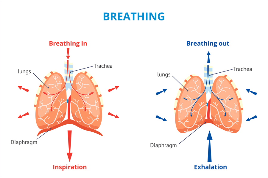 Bránica (Diaphragma), pľúca (Lungs) a bráničné dýchanie – nádych, výdych a pohyb svalu bránice do strán.Zdroj foto | Getty images
